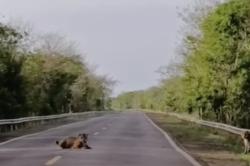 Casal de onças-pintadas para o trânsito na BR-262 e impressiona motoristas…