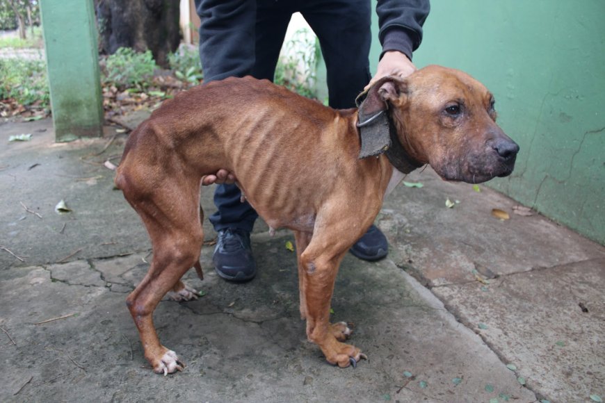 Homem de 29 anos é preso em flagrante por maus-tratos a animais no Bairro Tiradentes
