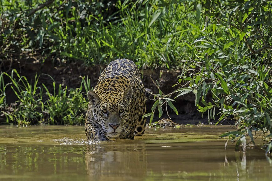 BNDES libera R$ 200 milhões para recuperar 7,2 mil hectares na Amazônia