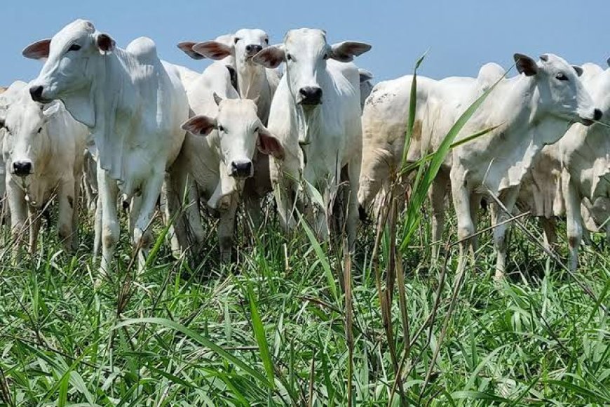 Brasil perde cabeças de gado, mas produção de leite bate novo recorde