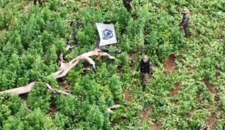 Polícia destrói 15 hectares de maconha em Cerro Corá