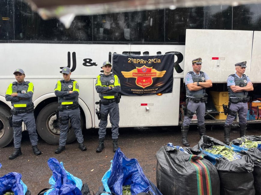 Polícia Rodoviária faz apreensão recorde de quase 750 kg de folha de coca na Raposo Tavares