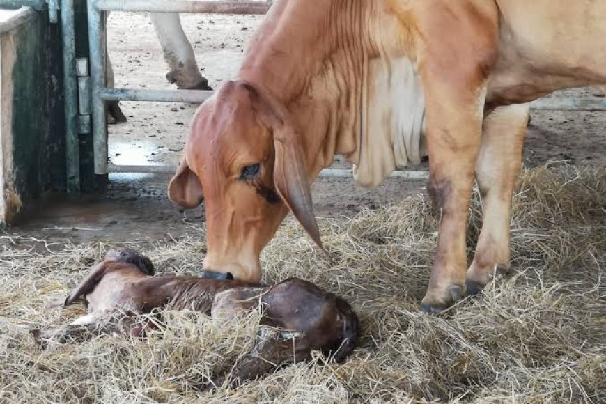 Nova inseminação pode colocar mais bezerros no pasto