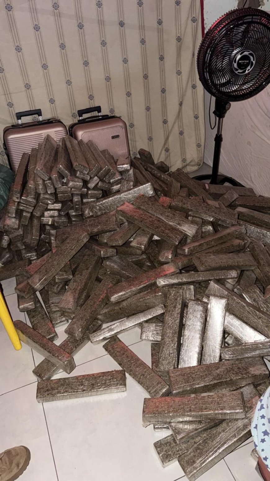 Polícia Civil apreende 1,6 tonelada de maconha em assentamento de Campo Grande