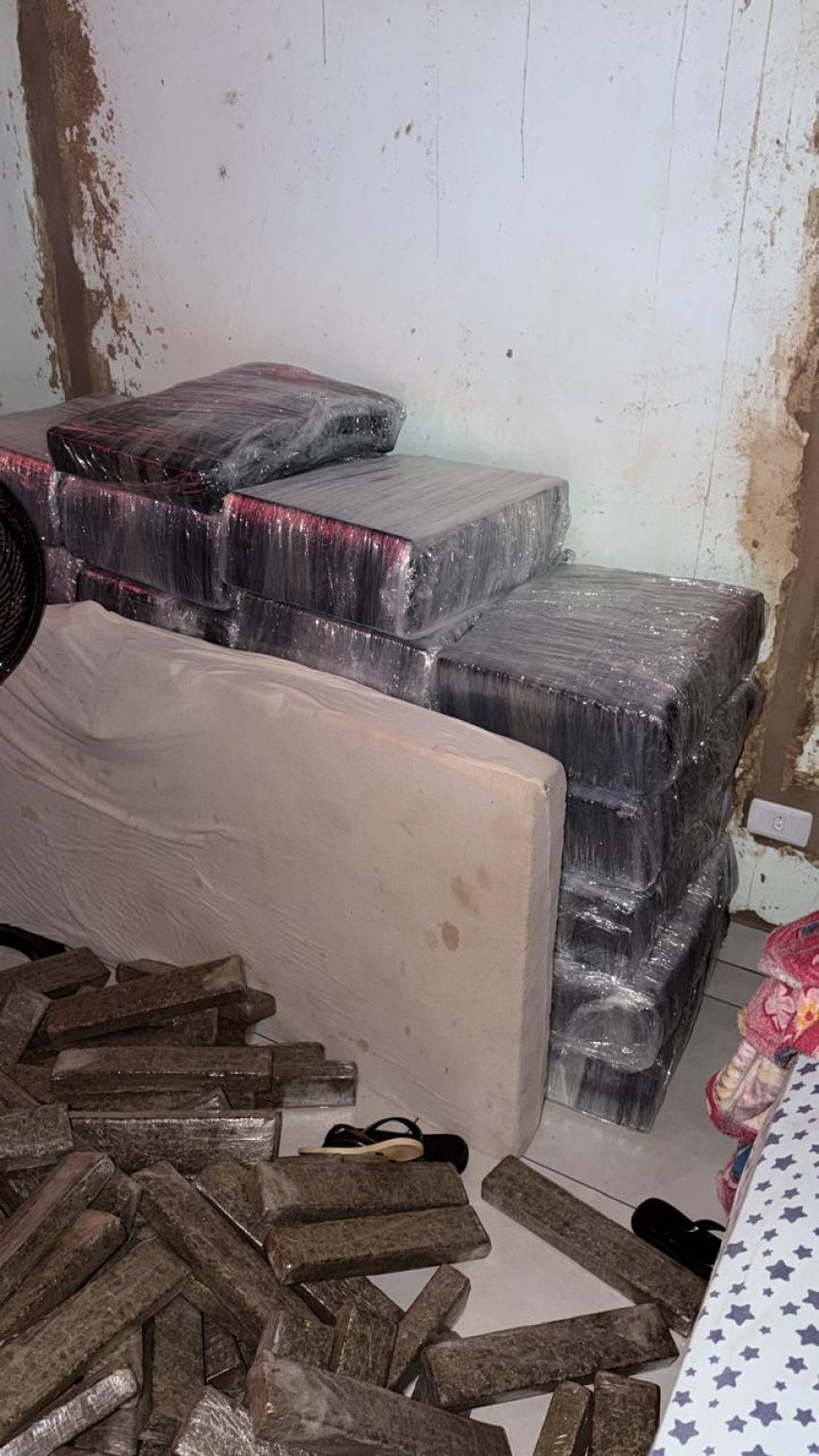 Polícia Civil apreende 1,6 tonelada de maconha em assentamento de Campo Grande