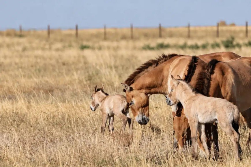 Após 200 anos, cavalos selvagens voltam a nascer