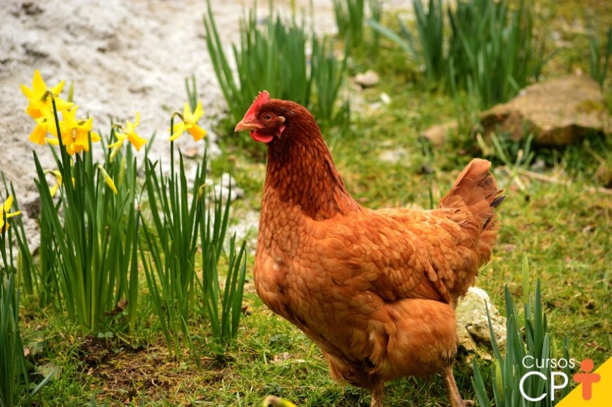 Surto de Salmonella em ovos deixa 306 doentes na Bélgica