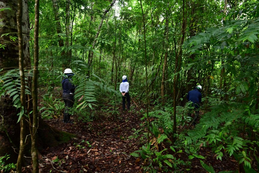 MPF defende proteção de povos tradicionais no mercado de carbono