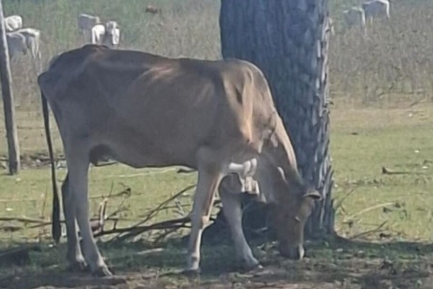 Carne sustentável, gado abandonado: suspeita de fraude cai no Pantanal