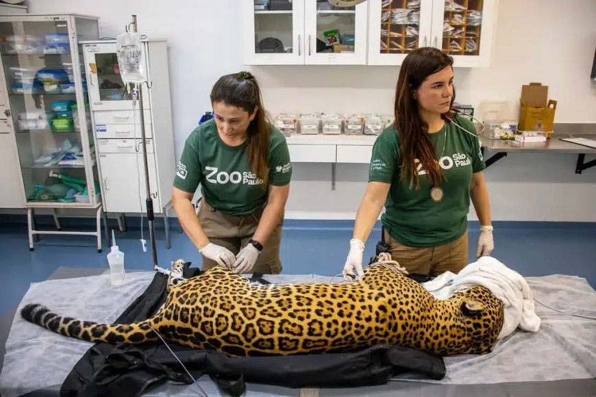Onça-pintada dá sangue para salvar colega de 18 anos