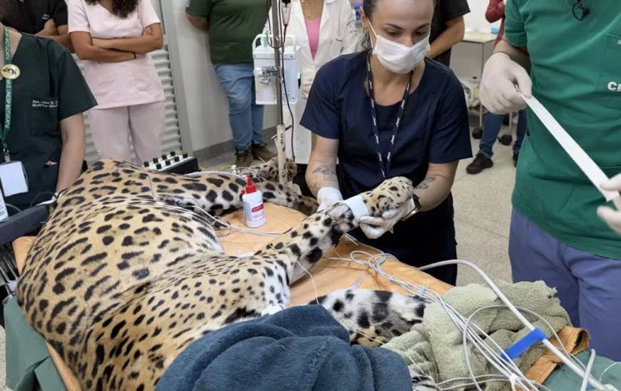 Onça-pintada dá sangue para salvar colega de 18 anos