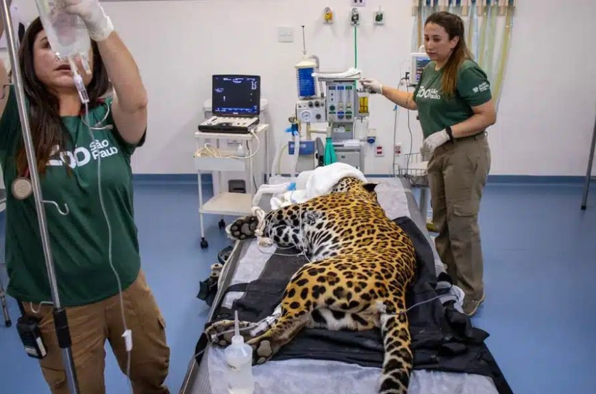 Onça-pintada dá sangue para salvar colega de 18 anos