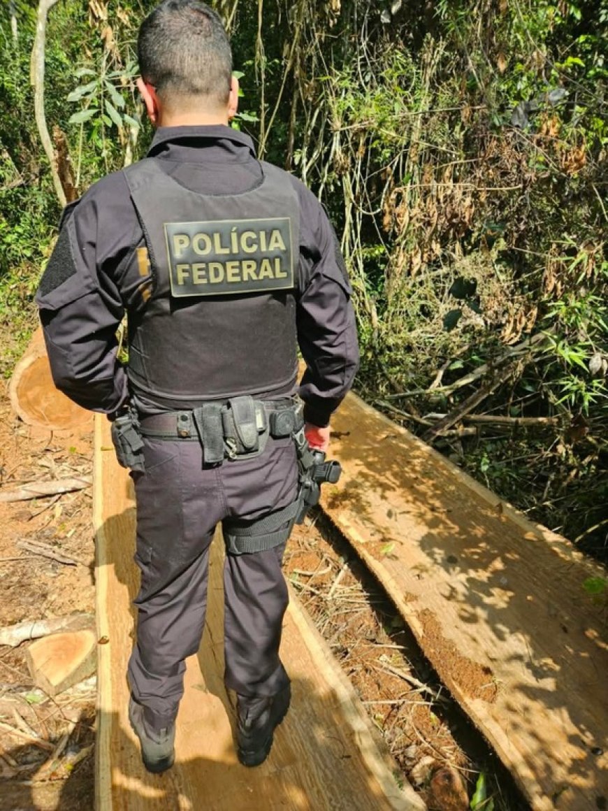 Polícia Federal, Ibama e Funai combatem desmatamento e exploração ilegal de madeira em terra indígena no MS