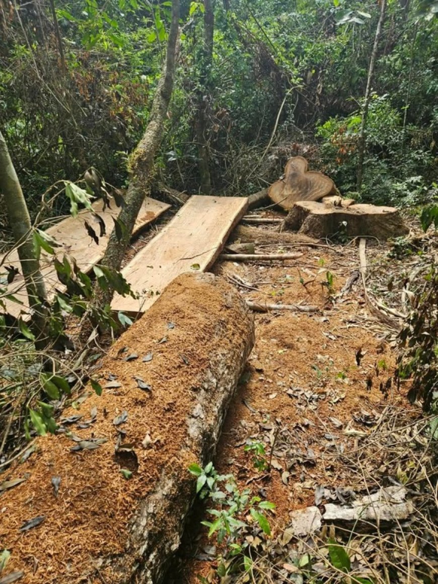 Polícia Federal, Ibama e Funai combatem desmatamento e exploração ilegal de madeira em terra indígena no MS