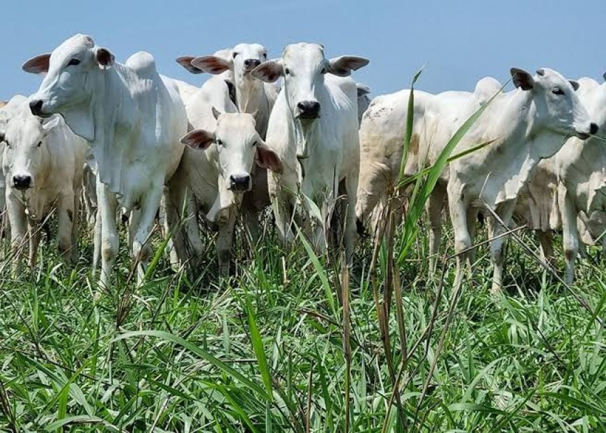 Brasil perde cabeças de gado, mas produção de leite bate novo recorde