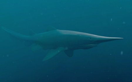 Raro tubarão-duende é registrado vivo em seu habitat natural