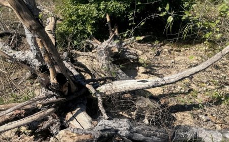 MPMS apura desmatamento de 756 hectares no Pantanal de Corumbá
