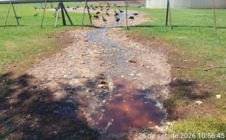 Frigorífico é investigado após vísceras de aves invadirem fazenda