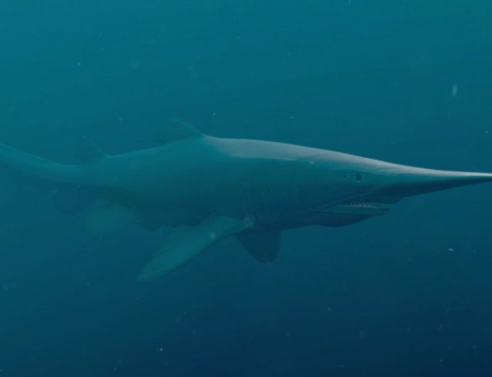 Raro tubarão-duende é registrado vivo em seu habitat natural