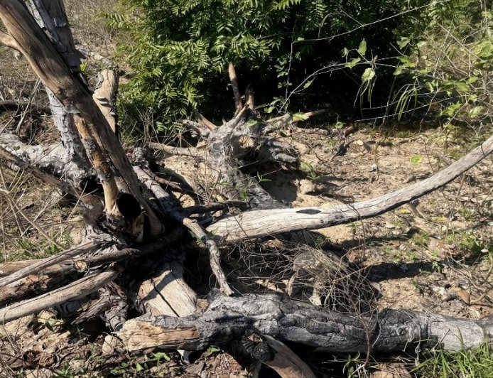 MPMS apura desmatamento de 756 hectares no Pantanal de Corumbá