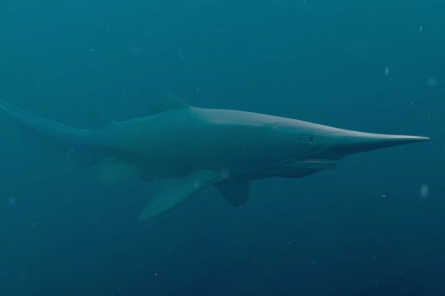 Raro tubarão-duende é registrado vivo em seu habitat natural