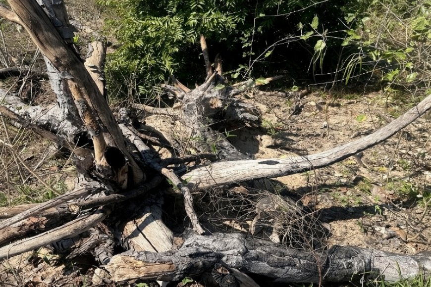 MPMS apura desmatamento de 756 hectares no Pantanal de Corumbá