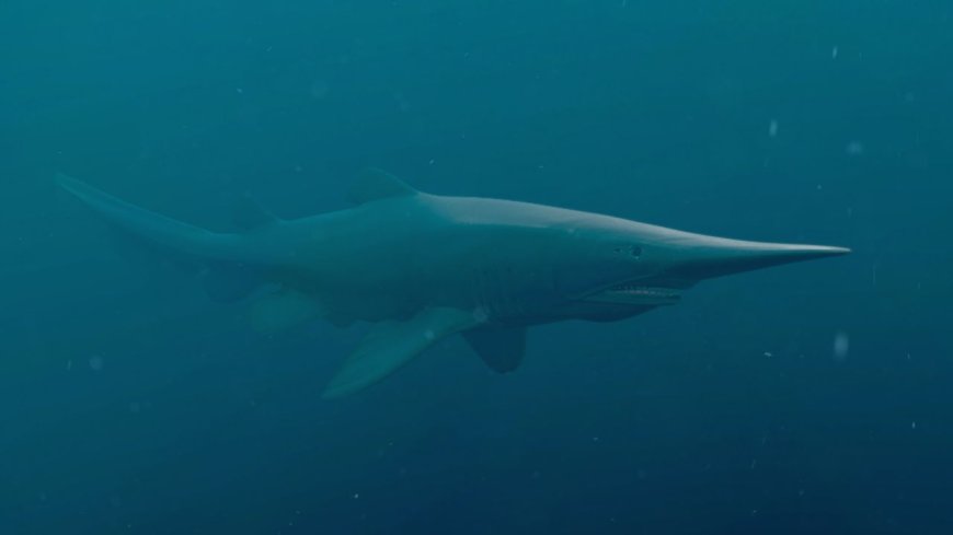Raro tubarão-duende é registrado vivo em seu habitat natural