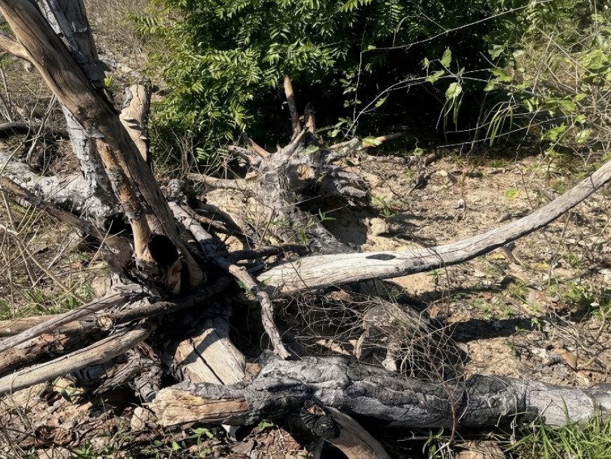 MPMS apura desmatamento de 756 hectares no Pantanal de Corumbá