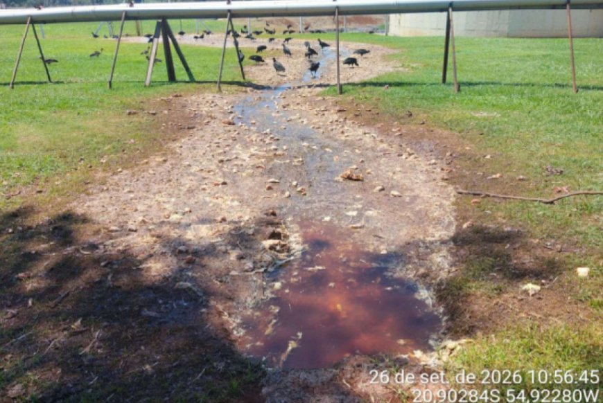 Frigorífico é investigado após vísceras de aves invadirem fazenda
