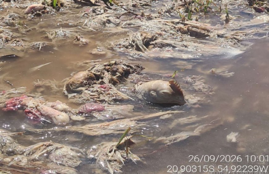 Frigorífico é investigado após vísceras de aves invadirem fazenda