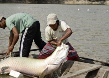 Pesquisa inédita com genoma protege espécies de peixes da Amazônia