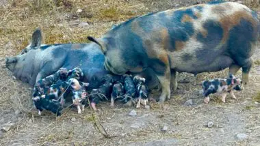 Caruncho Três Cores: raça suína primitiva do Brasil, rústica e adaptada ao clima tropical, é a base histórica da produção de banha no país.