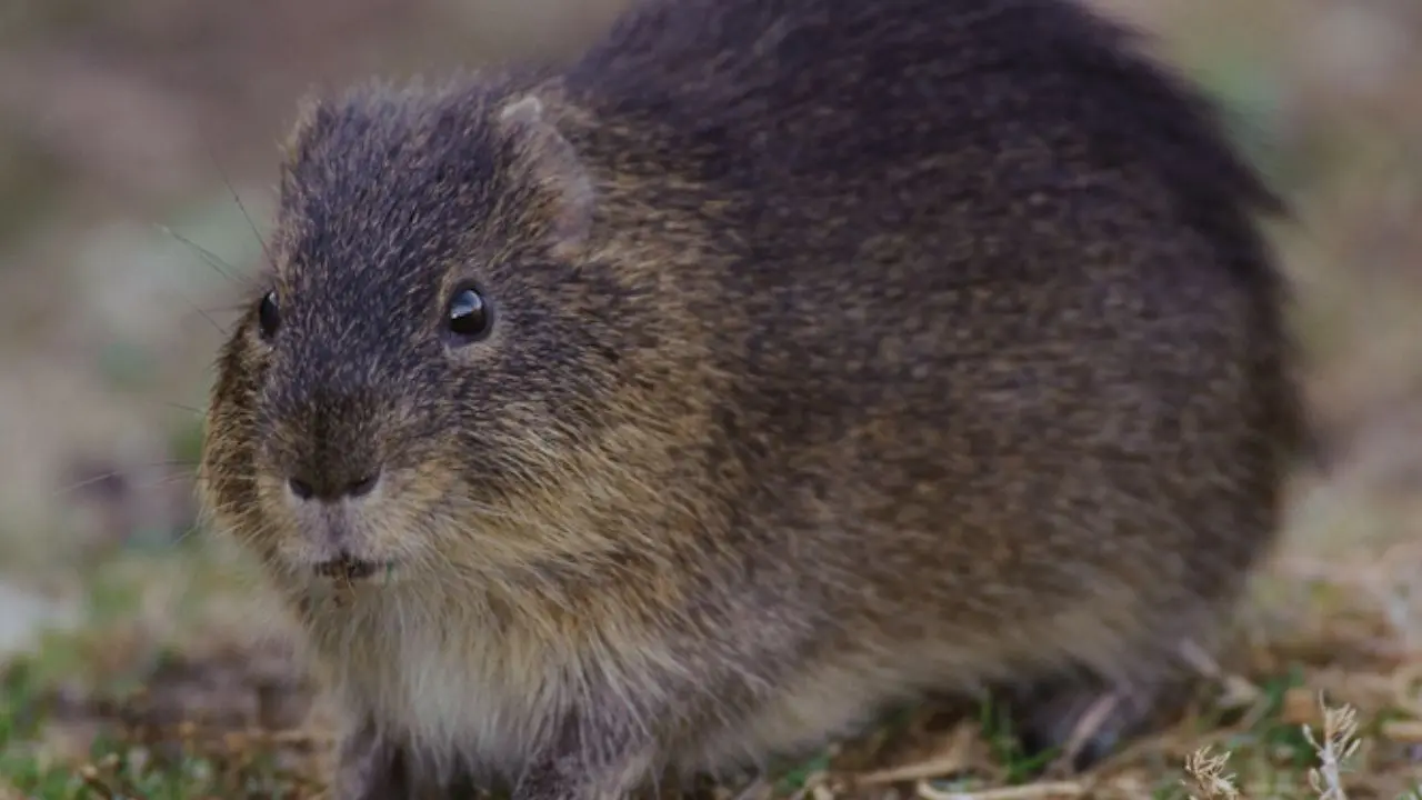 Com população estimada entre 40 e 60 indivíduos, o preá-de-Moleques-do-Sul vive exclusivamente no arquipélago de Moleques do Sul, área protegida do Parque Estadual da Serra do Tabuleiro.