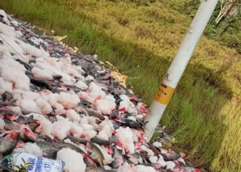 Carga de peixe vira no asfalto da BR-319 e mobiliza fiscalização