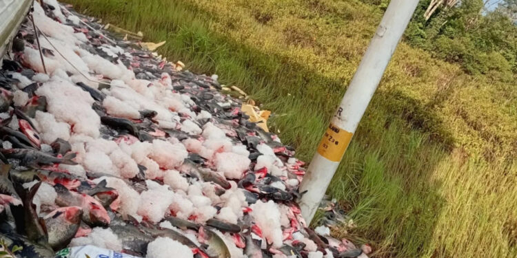 Carga de peixe vira no asfalto da BR-319 e mobiliza fiscalização