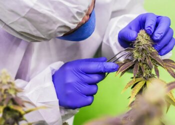 Anvisa aprova regras para produção de cannabis medicinal no país