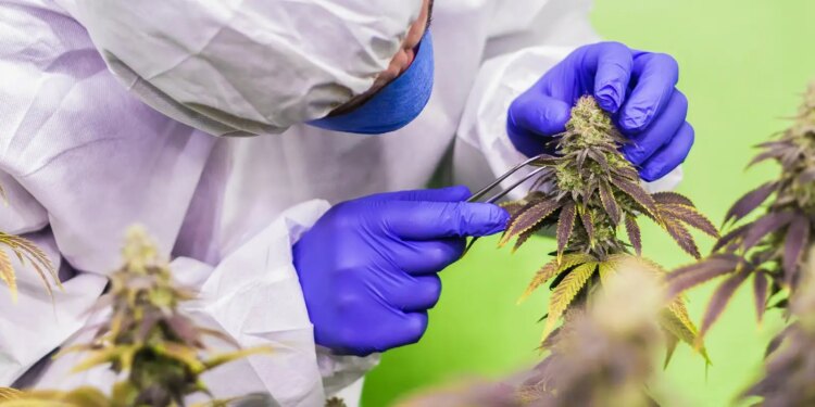 Anvisa aprova regras para produção de cannabis medicinal no país