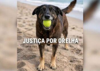 Morte do cão Orelha desperta indignação e engajamento de celebridades