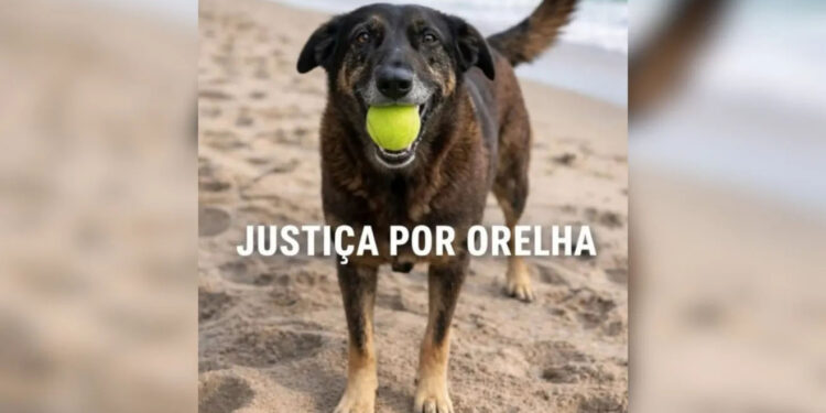 Morte do cão Orelha desperta indignação e engajamento de celebridades