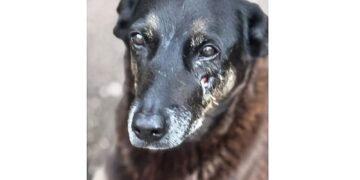 Caso Orelha: o que se sabe até agora sobre a morte do cão em SC