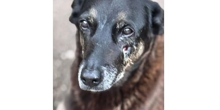 Caso Orelha: o que se sabe até agora sobre a morte do cão em SC