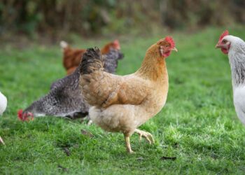 China reabre mercado para frango do RS após surto sanitário