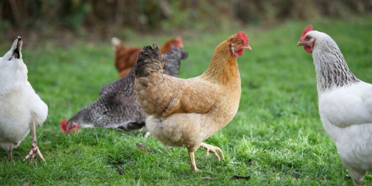 China reabre mercado para frango do RS após surto sanitário