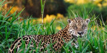 Onças-pintadas aprendem a evitar gado no Pantanal