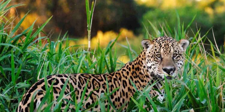 Onças-pintadas aprendem a evitar gado no Pantanal