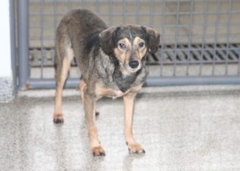 Resolução aprova substituição de cobaia em diagnóstico da raiva animal