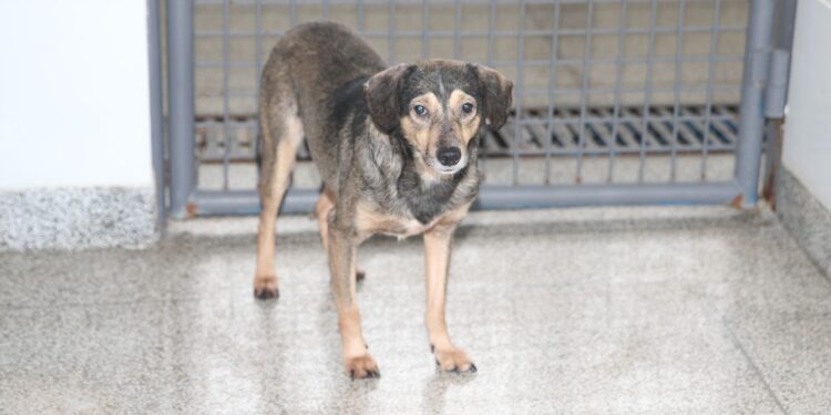 Resolução aprova substituição de cobaia em diagnóstico da raiva animal