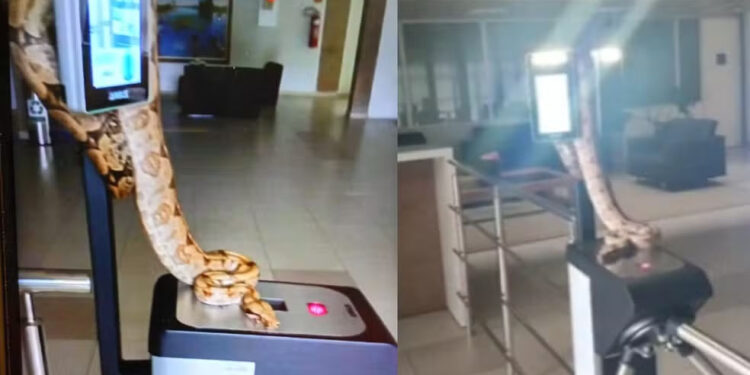 Jiboia faz “home office” improvisado sobre a catraca de prédio público