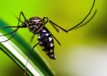 Startup cria tecnologia 3D contra o mosquito Aedes aegypti