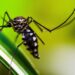 Startup cria tecnologia 3D contra o mosquito Aedes aegypti